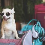pet dogs Profile Picture